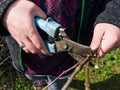 A woman with broken pruning shears or secateurs prunes and cuts tree branches in the garden by hand in the spring. Spring garden Royalty Free Stock Photo