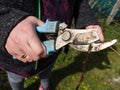 A woman with broken pruning shears or secateurs prunes and cuts tree branches in the garden by hand in the spring. Spring garden Royalty Free Stock Photo