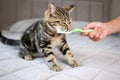A woman brushes a cat`s teeth with a toothbrush