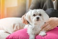 Woman brushes hair of her dog Royalty Free Stock Photo