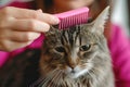 A woman brushes her cute gray cat with a pink brush