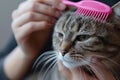 A woman brushes her cute gray cat with a pink brush