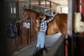 Woman brushes her horse in stables Royalty Free Stock Photo