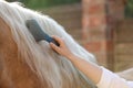 Woman brushing adorable horse outdoors, closeup. Pet care