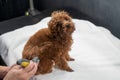 Woman brushing brown toy poodle in grooming salon. Royalty Free Stock Photo