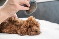 Woman brushing brown toy poodle in grooming salon. Royalty Free Stock Photo