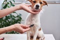 Woman brushing dog. Owner combing Jack Russell terrier. Pet care