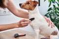 Woman brushing dog. Owner combing Jack Russell terrier. Pet care