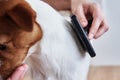 Woman brushing dog. Owner combing Jack Russell terrier. Pet care