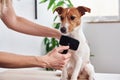 Woman brushing dog. Owner combing Jack Russell terrier. Pet care