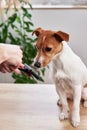 Woman brushing dog. Owner combing Jack Russell terrier. Pet care