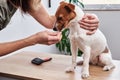 Woman brushing dog. Owner combing Jack Russell terrier. Pet care