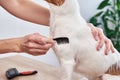 Woman brushing dog. Owner combing Jack Russell terrier. Pet care