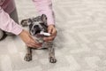 Woman brushing dog`s teeth on floor at home, closeup. Space for text Royalty Free Stock Photo