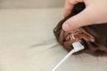 Woman brushing dog`s teeth on light background, closeup. Royalty Free Stock Photo