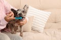 Woman brushing dog`s teeth on sofa at home, closeup. Space for text Royalty Free Stock Photo