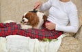 Woman Brushing Lovely Dog