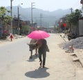 A Woman, a Buffalo, and a Bright Pink Umbrella in Northern Vietnam