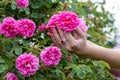 Woman in a Bulgarian pink rose garden