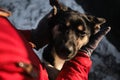 Woman came to an animal shelter to choose a dog for herself. Northern sled puppies Alaskan huskies communicate with a person. Royalty Free Stock Photo