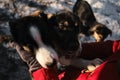 Woman came to an animal shelter to choose a dog for herself. Northern sled puppies Alaskan huskies communicate with a person. Royalty Free Stock Photo