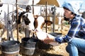 Woman care feeds two week old calf from bottle with dummy Royalty Free Stock Photo