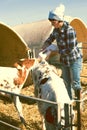 Woman care feeds two week old calf from bottle with dummy Royalty Free Stock Photo