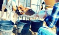 Woman care feeds two week old calf from bottle with dummy Royalty Free Stock Photo