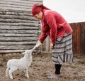 A woman carefully feeds a small cute white goat with milk from a bottle with a pacifier in a Siberian village, Russia Royalty Free Stock Photo