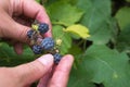 The woman carefully gathers ripe blackberries with fingers of the right hand, holding a bunch of berries with left hand