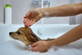 Woman carefully washes a red dog with shampoo in a white bubble bath.