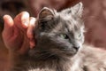 A woman caresses a hand  fluffy cat`s , people and animals Royalty Free Stock Photo