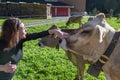 Woman caressing a cow`s head at Engelberg on the Swiss alps Royalty Free Stock Photo