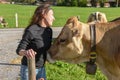 Woman caressing a cow`s head at Engelberg on the Swiss alps Royalty Free Stock Photo