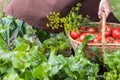 Woman caries tomatoes in a basket across vegetable garden Royalty Free Stock Photo