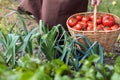 Woman caries tomatoes in a basket across vegetable garden Royalty Free Stock Photo