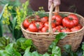 Woman caries tomatoes in a basket across vegetable garden Royalty Free Stock Photo