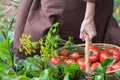 Woman caries tomatoes in a basket across vegetable garden Royalty Free Stock Photo