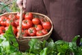 Woman caries tomatoes in a basket across vegetable garden Royalty Free Stock Photo