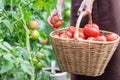 Woman caries tomatoes in a basket across vegetable garden Royalty Free Stock Photo