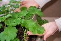 Woman caring for home potted plants. Hobbies and leisure of  woman Royalty Free Stock Photo