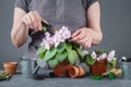 Woman caring for potted Saintpaulia flowers.