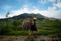 Woman carries bundle of sticks on her back in