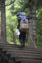 Woman carry heavy goods up mountain