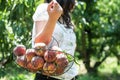 Woman carrying basket with peaches in orchard. Royalty Free Stock Photo