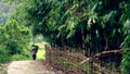 Woman carrying basket of rice plants in Sa Pa valley