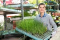 Woman carrying box of plants in greenhouse nursery Royalty Free Stock Photo