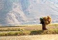 Woman carrying bundles of rice straws walking in the rice field Royalty Free Stock Photo