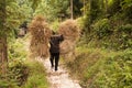 Woman carrying heavy loads of rice straw