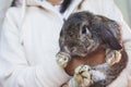 Woman carrying and playing with Holland lop rabbit with love and tenderness at easter festive